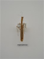 藏品(螳螂)的圖片